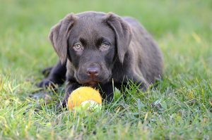 labrador-chiot-chocolat-13